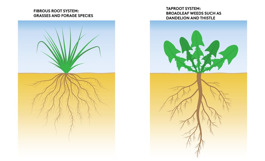 Root-systems